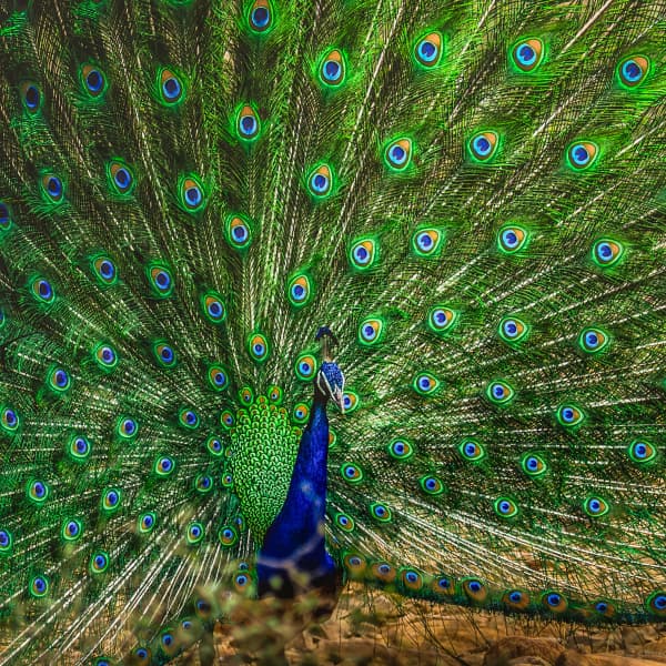 Crown Of Colors