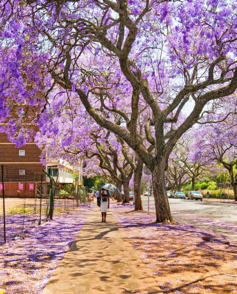 Walking Under Jacaranda